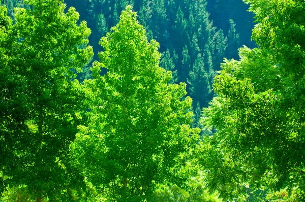 stock image Forest illuminates in the sunlight