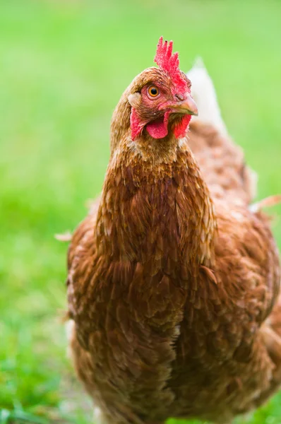 Brown hen on a lawn Stock Photo