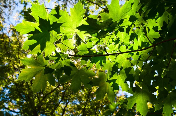 Las hojas se iluminan a la luz del sol — Foto de Stock