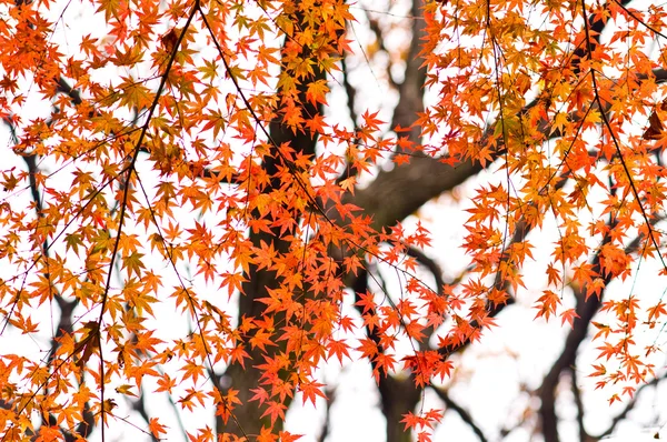 Herfst Rode Bladeren op een boom — Stockfoto