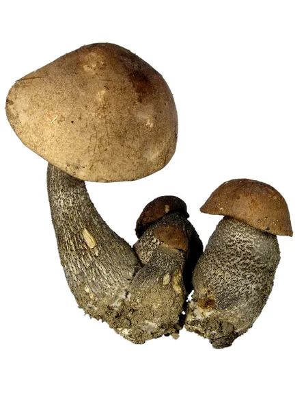 Четыре свежих гриба, изолированных на белом . — стоковое фото
