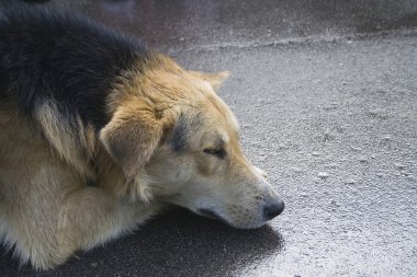 evsiz köpek tren istasyonu