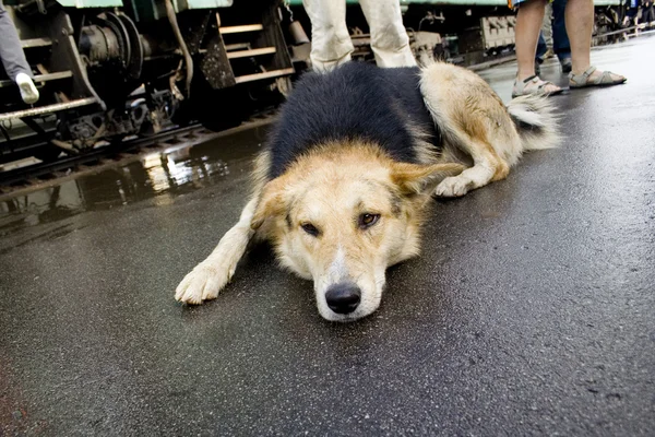 Perro sin hogar en la estación de tren — Foto de Stock