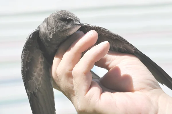 stock image Fledgling swift