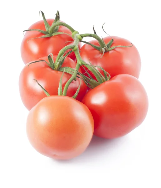 Zralá rajčata na větvi — Stock fotografie