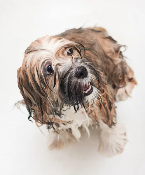Gri bir arka plan üzerinde ıslak köpek yavrusu — Stok fotoğraf