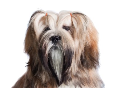 lhasa apso köpek üzerine beyaz izole portresi
