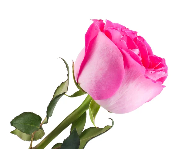 白い背景で隔離の葉と茎にピンクのバラ — ストック写真