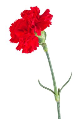 Red carnation clipart