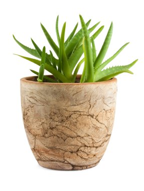 Aloe vera in a pot clipart