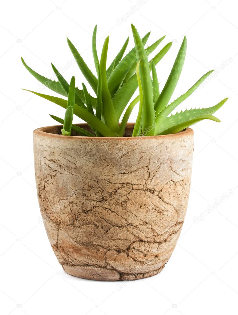 Aloe vera in a pot