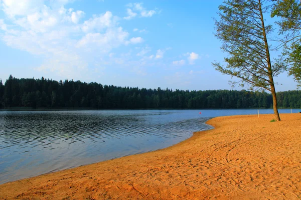stock image Shore of the lake in the woods