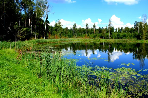 stock image Small forest lake