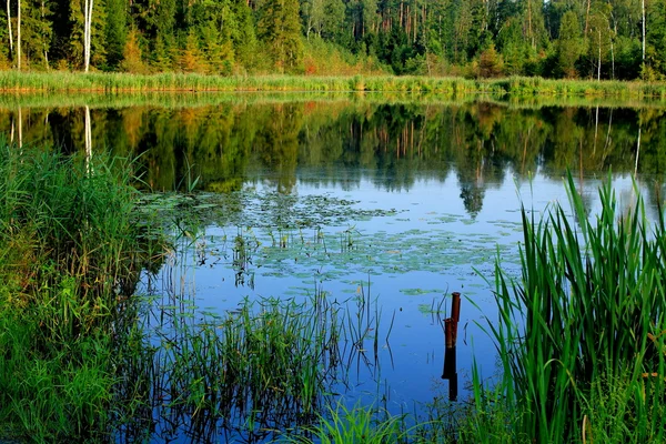 Лісове озеро влітку — стокове фото