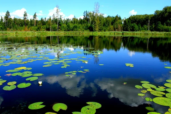 Лесное озеро с водяными лилиями — стоковое фото