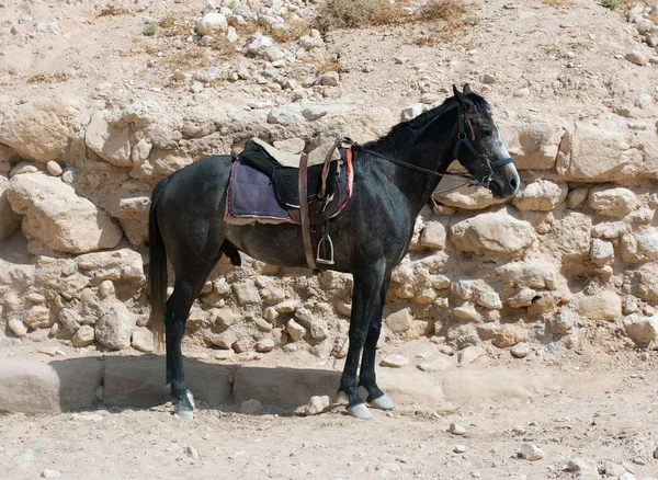 Czarny koń — Zdjęcie stockowe
