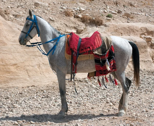 ม้าขาว — ภาพถ่ายสต็อก