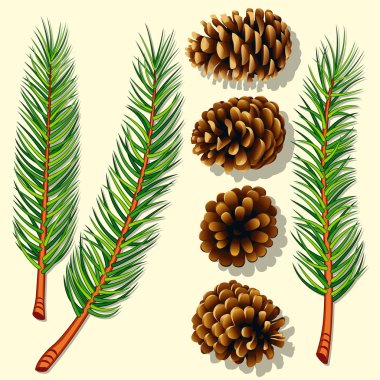 Pine Tree Branches and Cones clipart