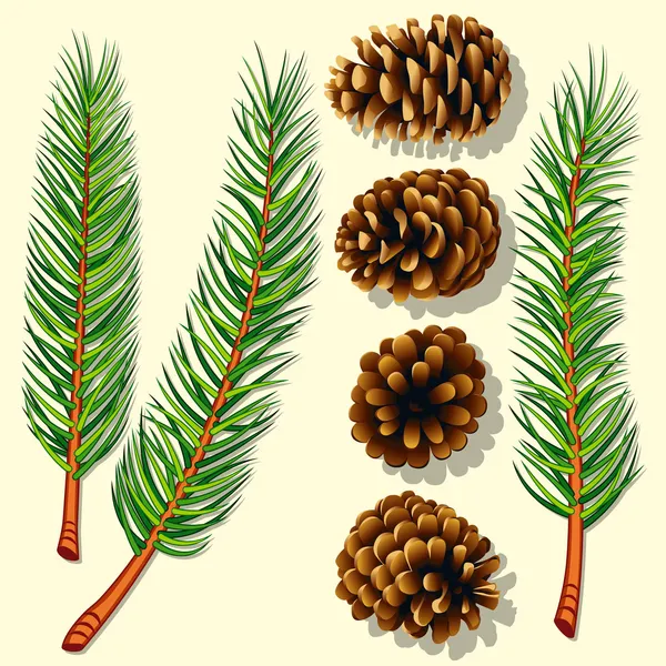 Pine Tree Branches and Cones — Stock Vector