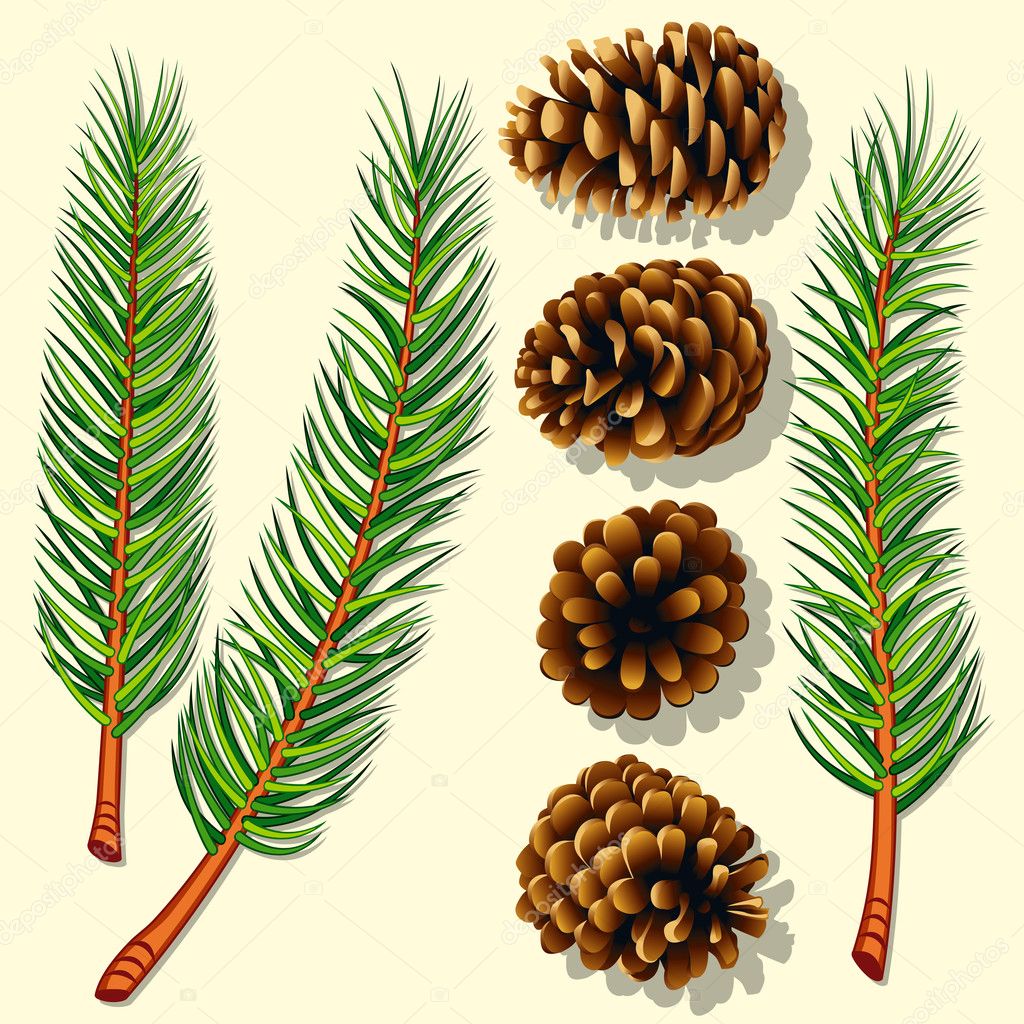 Pine Tree Evergreen Branches Cones Vector Stock Vector (Royalty