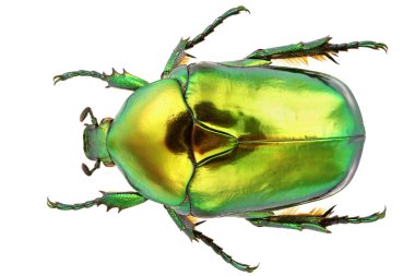 Protaetia Aeruginosa clipart