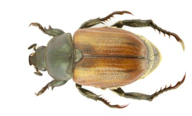 anisoplia zenciler