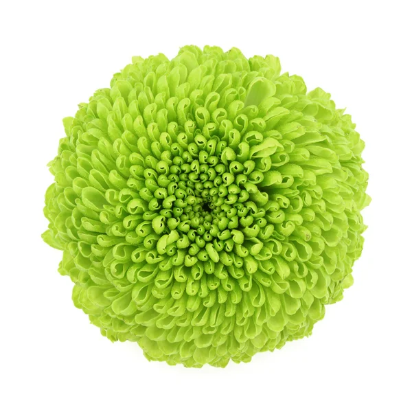 stock image Chrysanthemum