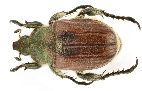 Anisoplia pubipennis — Stok fotoğraf