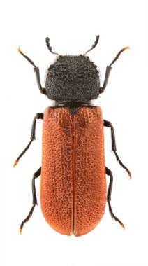 Bostrichus capucinus