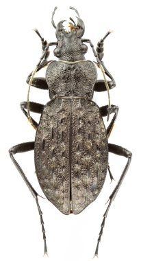 Carabus variolosus clipart