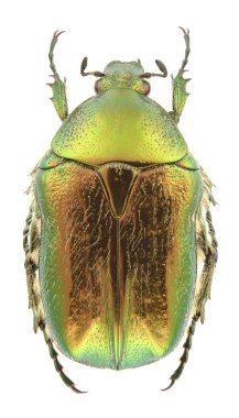 Cetonia aurata clipart