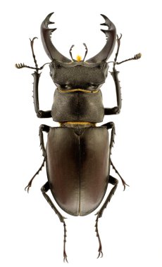 Lucanus cervus