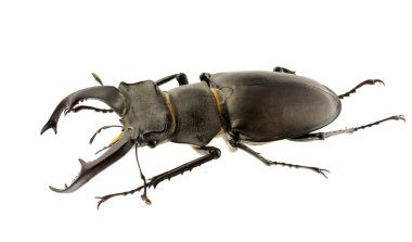 Lucanus cervus