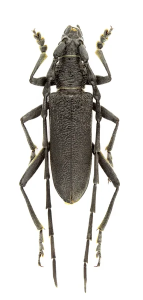 Cerambyx scopolii — ストック写真