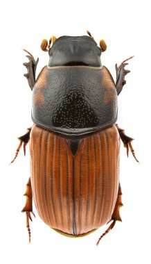 Coprimorphus scrutator