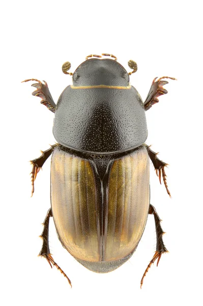 Colobopterus erraticus — Stock Photo, Image