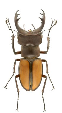 Lucanus laetus clipart