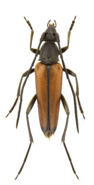 Stenurella melanura