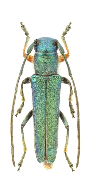 Phytoecia Caerulea Longhorn Beetle Białym Tle Białym Tle — Zdjęcie stockowe