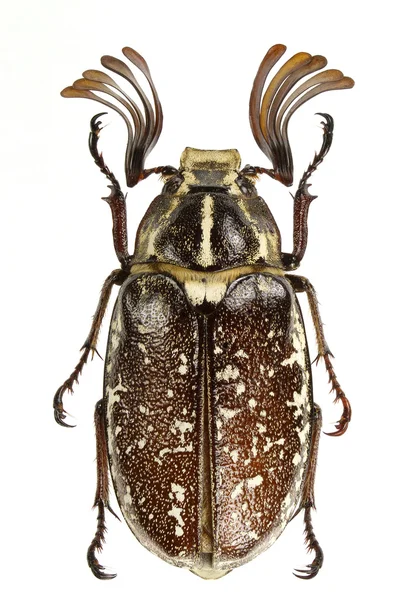 Polyphylla Boryi Lined June Beetle Белом Фоне — стоковое фото