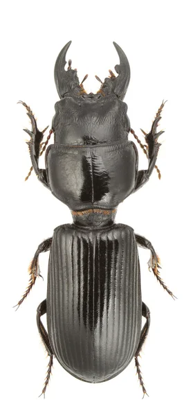Escarabajos euríticos — Foto de Stock