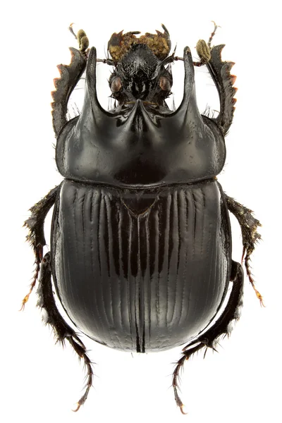 Typhaeus Typhoeus Dung Beetle Isolé Sur Fond Blanc — Photo