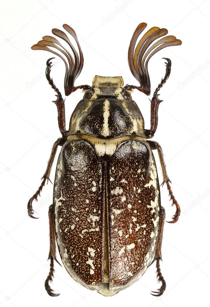 Polyphylla boryi (lined june beetle) isolated on a white background.