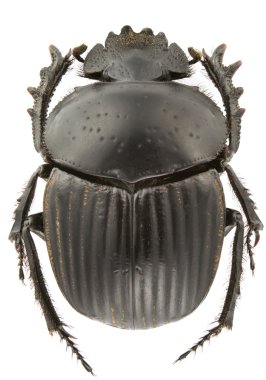 Scarabaeus laticollis (dung beetle) isolated on a white background. clipart