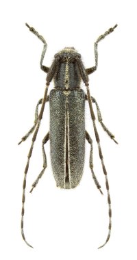 agapanthia cardui erkek