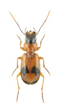 Badister unipustulatus