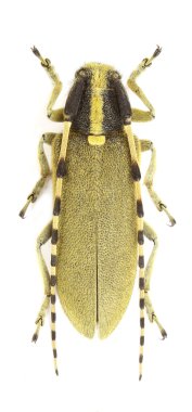 Agapanthia kirbyi