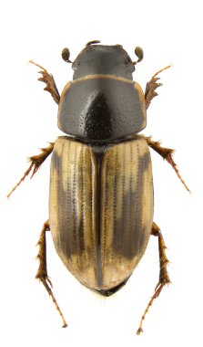 Melinopterus prodromus