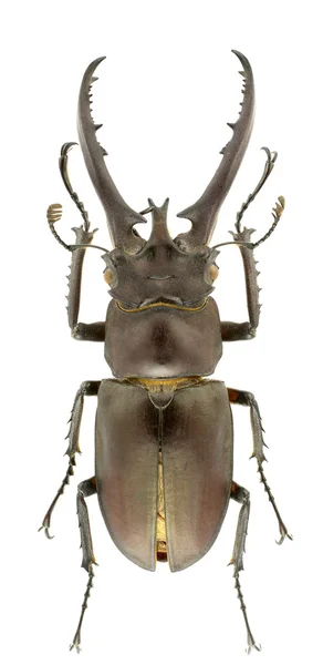 孤立在白色背景上的 Hermani Lucanus 牡鹿甲虫 — 图库照片