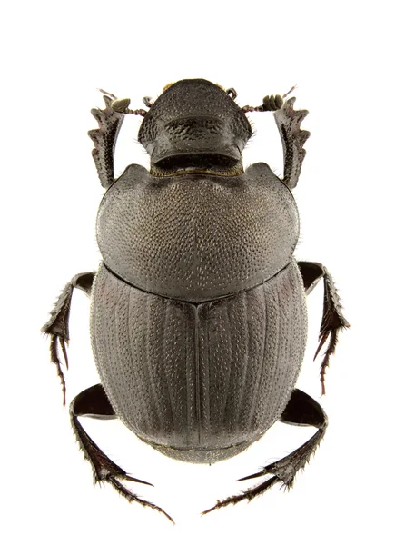 Hona Onthophagus Verticicornis Isolerad Vit Bakgrund — Stockfoto